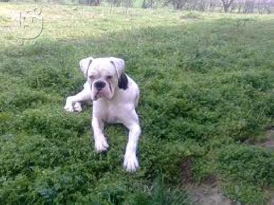 PoulaTo: boxer,Μπόξερ¨Σε πολύ καλή τιμή